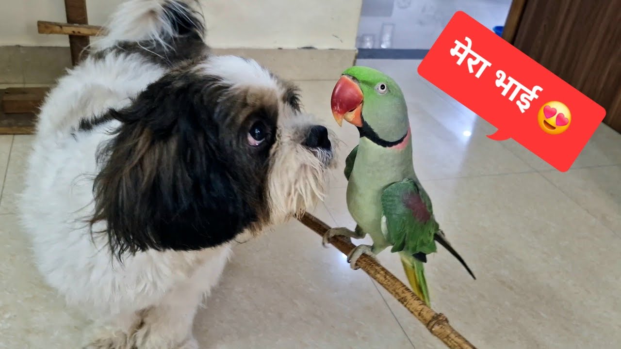 Pablo Parrot & Cute Dog Chapo Funny Play 😍