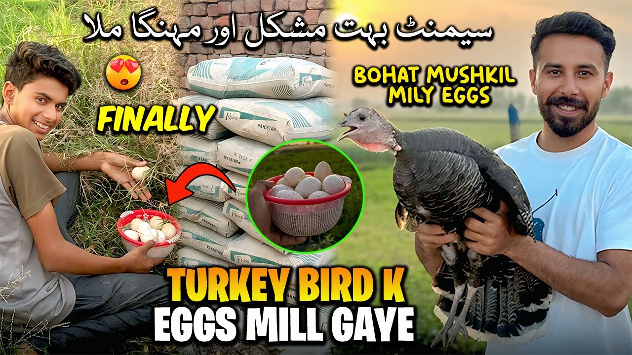 Finally Turkey Birds Or Usky Eggs Mil Gaye 🦃 مہنگائی نے جان نکالی سیمینٹ بہت مشکل اور مہنگا ملا