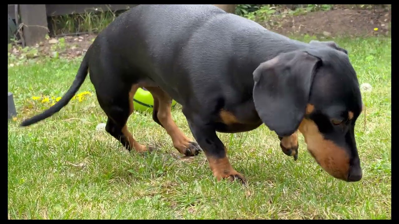 Kia, our miniature Dachshund's recovery from a catastrophic spinal accident.