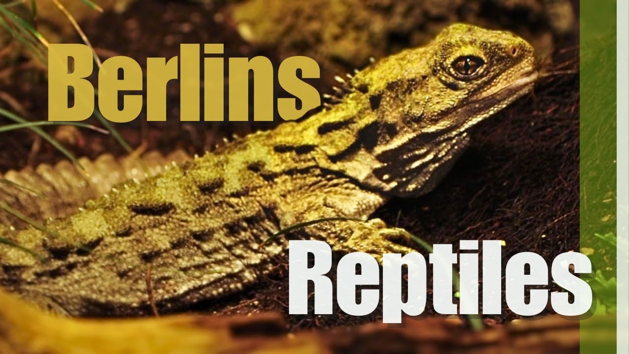 Are these the best Reptile Zoo exibits?