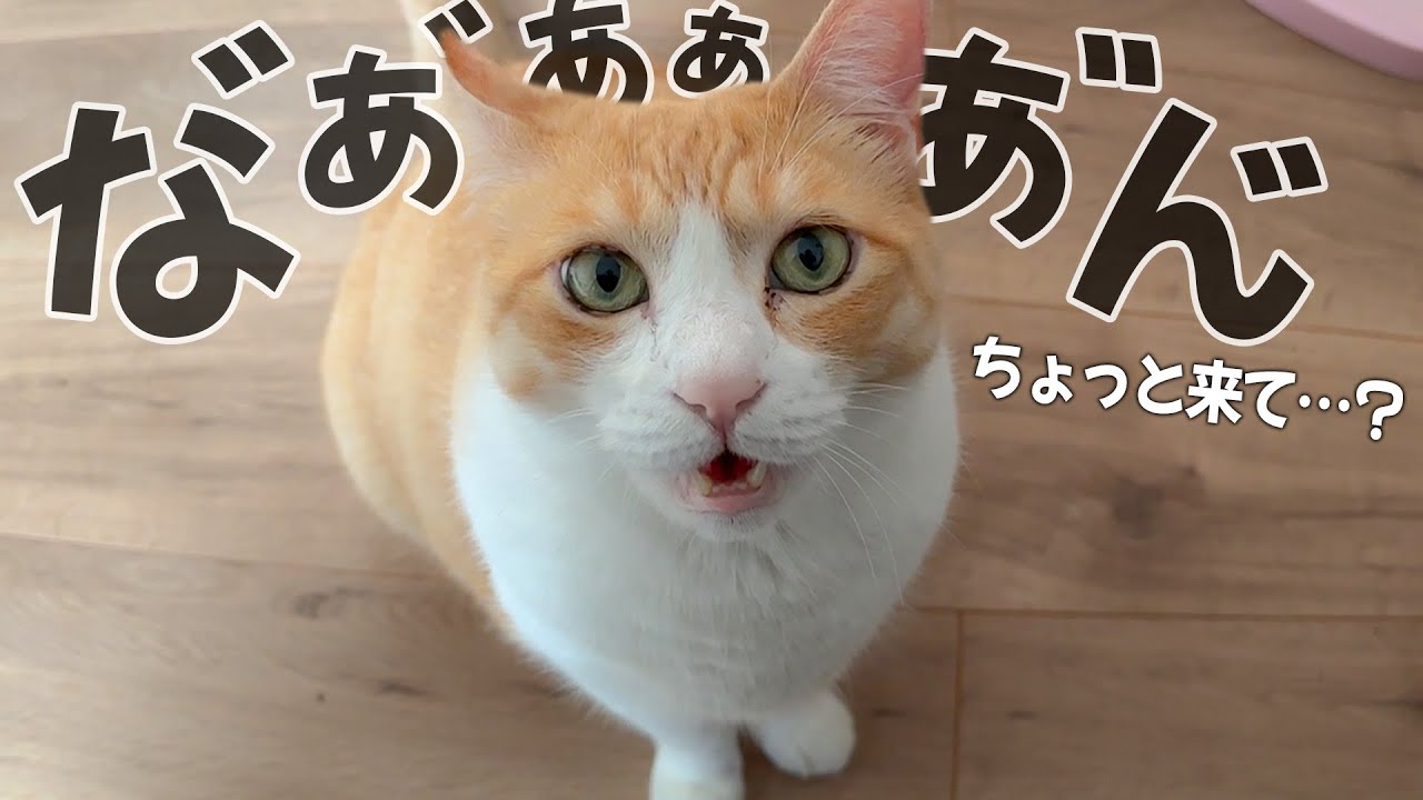 猫たちが飼い主に「ついて来て欲しい」と話しかけてきましたので着いて行った結果…