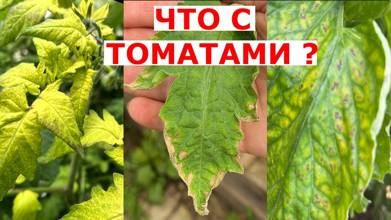 Желтеют, сохнут листья у томатов. Три разные проблемы. Не хватает железа, калия, магния