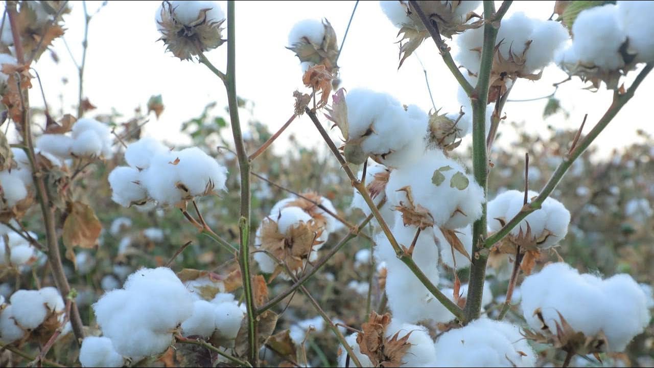 🌱Paxtadan yuqori hosil olish faqat suv va mehnatga emas, balki zamonaviy texnologiyalarga bog‘liq. 