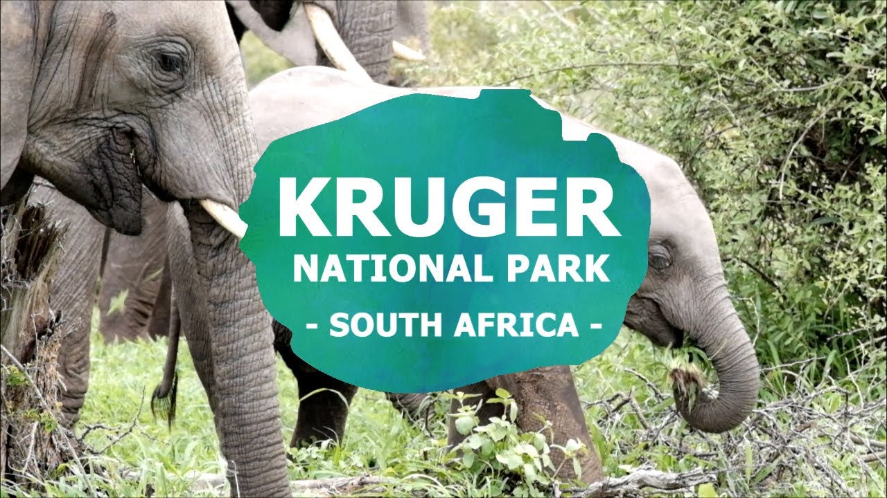 Kruger National Park Drive with Kids Wanderlust Storytellers