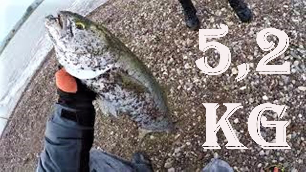 HUGE BLUEFISH 5,2 kg in SPINNING with main line 0,26 mm - ΓΟΦΑΡΙ ΜΟΥΛΑΡΙ 5,2 ΚΙΛΑ