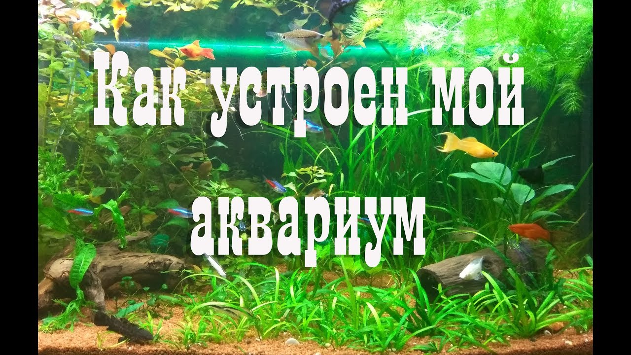 Как устроен мой аквариум. Обзор моего аквариума.