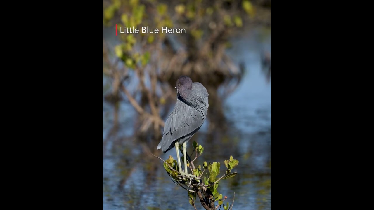 Little Blue Heron