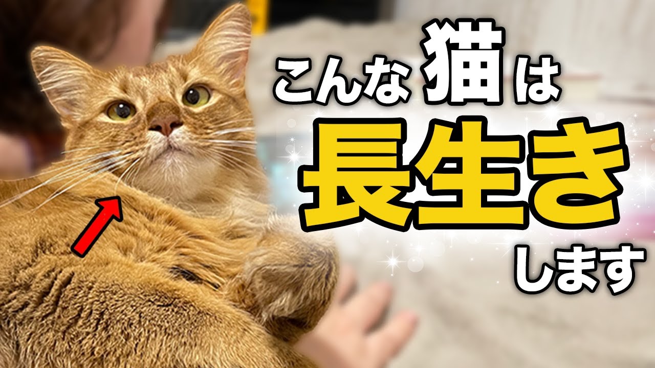【必見】長生きする猫の特徴11選