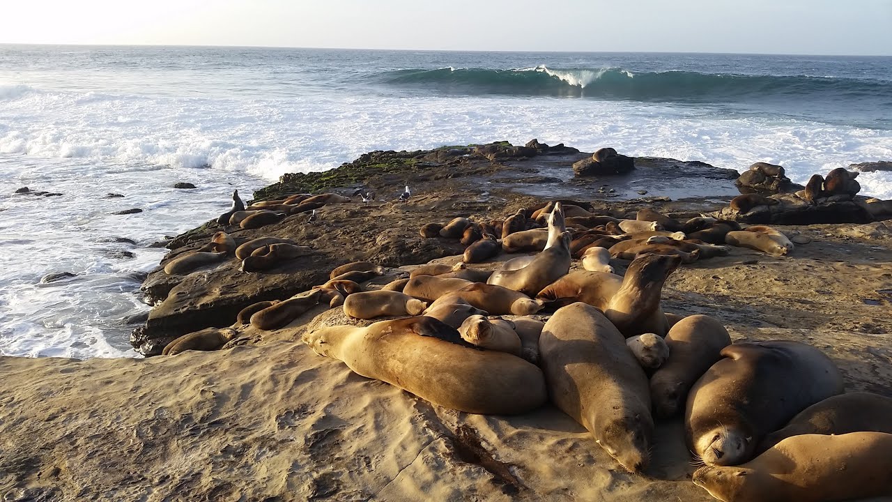 San Diego seals, sea lions, and paragliding...and a couple of ducks