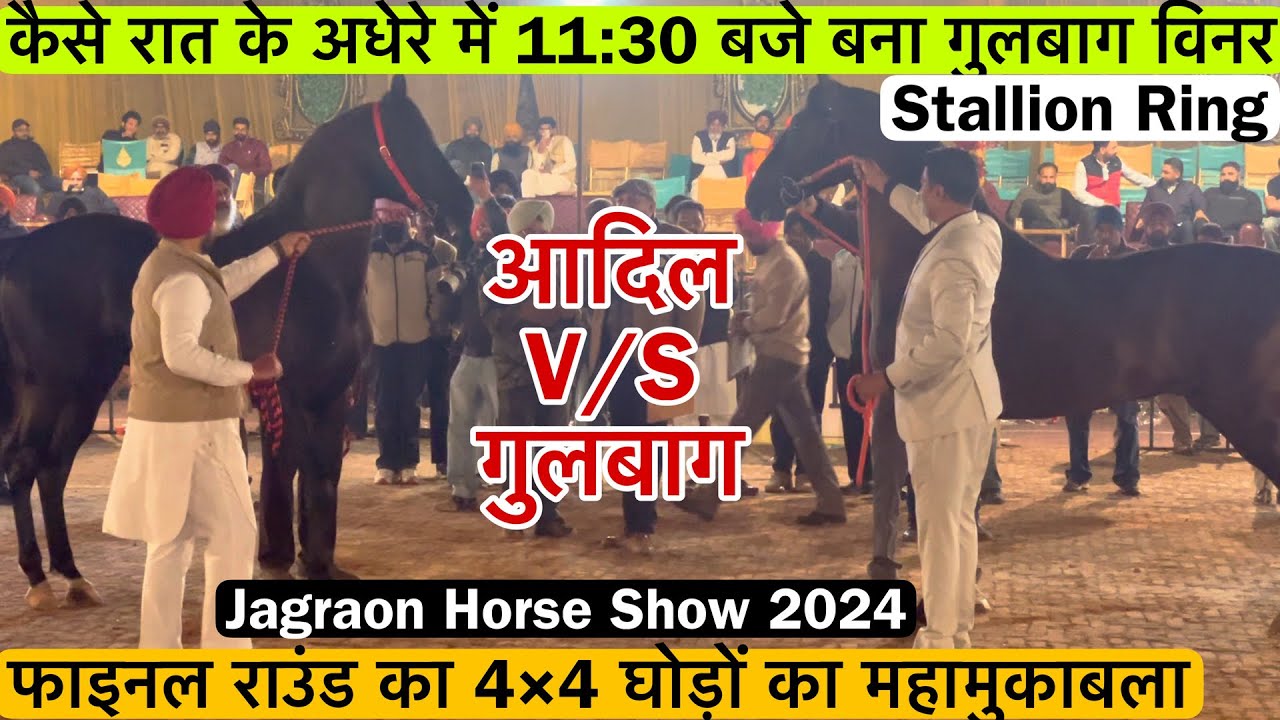 रात के 11:30 बजे रिंग बना शिंदे भाई का नवाब घोड़े का बच्चा गुलबाग ! Jagraon Horse Show 2024