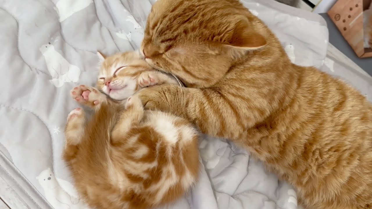 愛される子猫のちゃーぼー💓