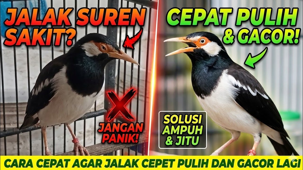 JALAK SUREN SAKIT? JANGAN PANIK! CARA TEPAT AGAR CEPET PULIH & GACOR LAGI#burung #masteranjernih 