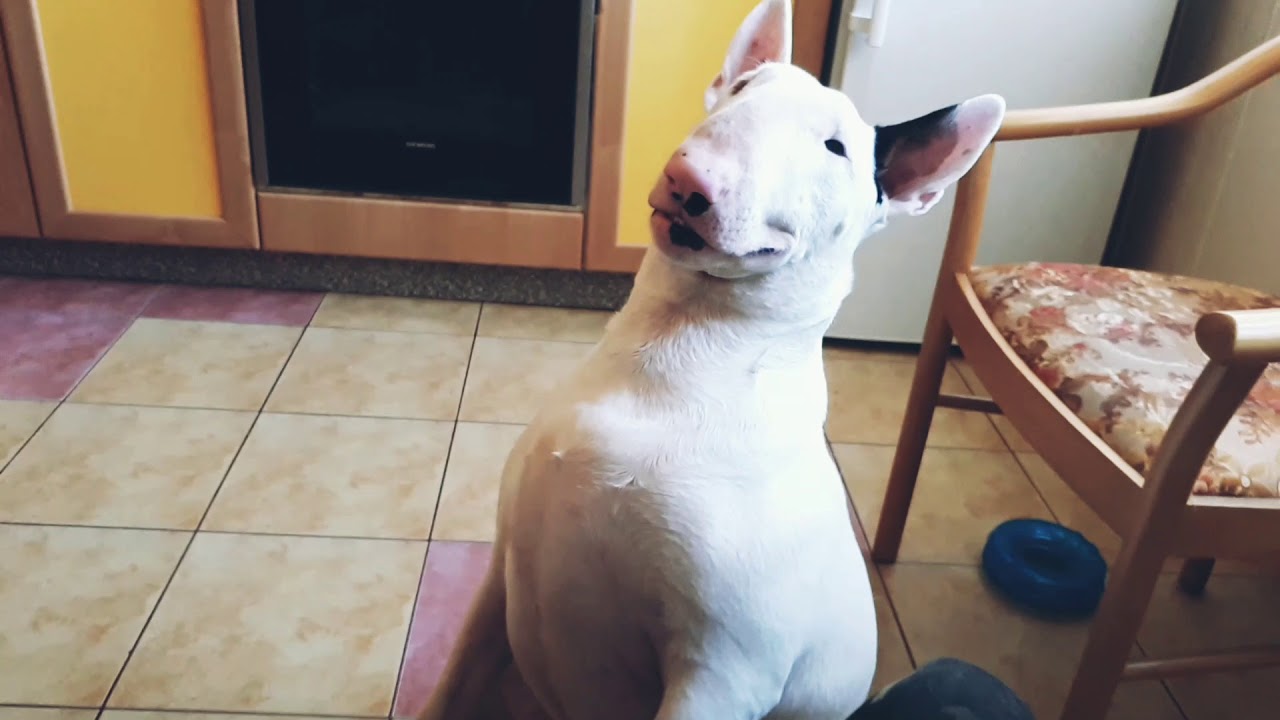 Bullterrier smiling and talking
