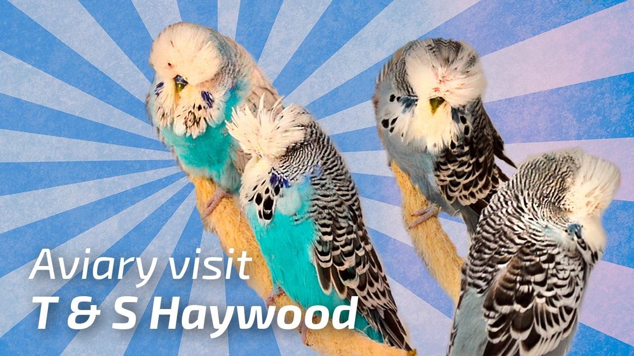 T & S Haywood |United Kingdom| 2017 [🌍Budgie Planet] Exhibition Budgies/Periquito de postura