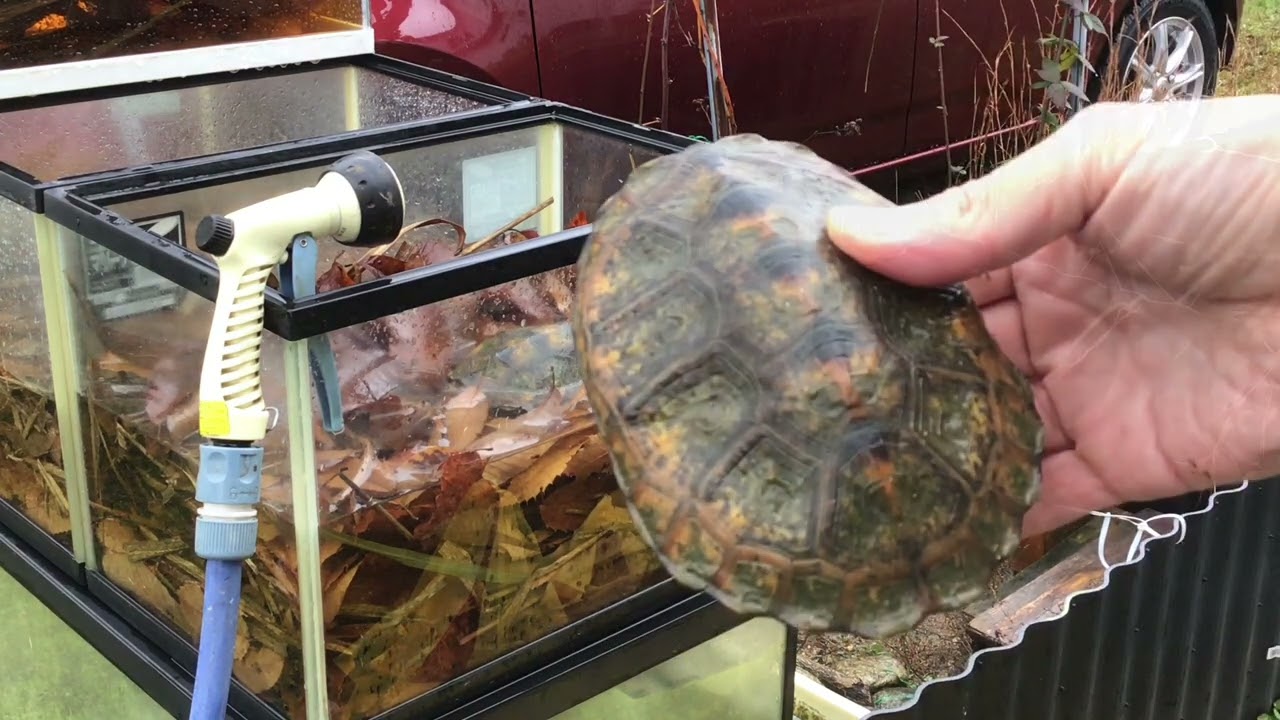 20231202 カメの飼い方⑦🐢📖 「カメ納め」冬眠準備 編/イシガメ・クサガメ屋外飼育/wild/Mauremys japonica/Mauremys reevesii/KameTube