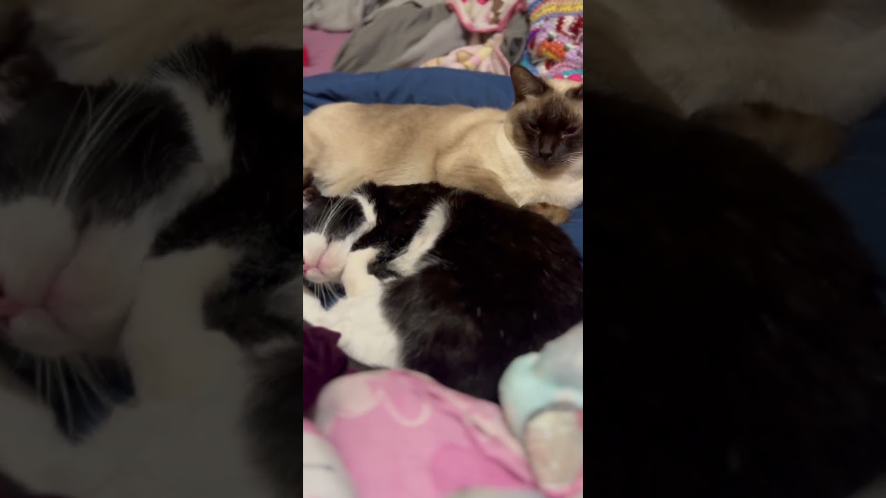 Fighting cats. Sleeping peacefully