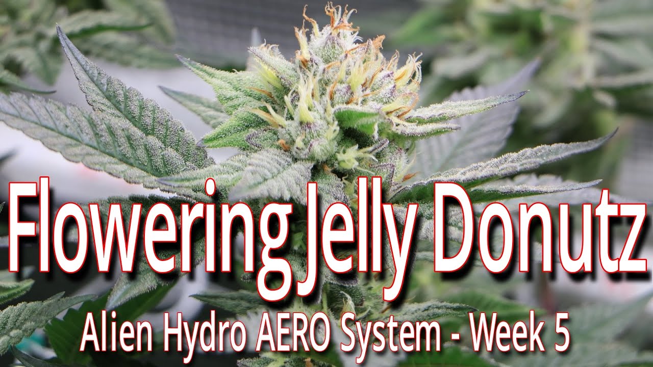 Цветущий сорт Jelly Donutz в системе Alien Hydro AERO, 5-я неделя.