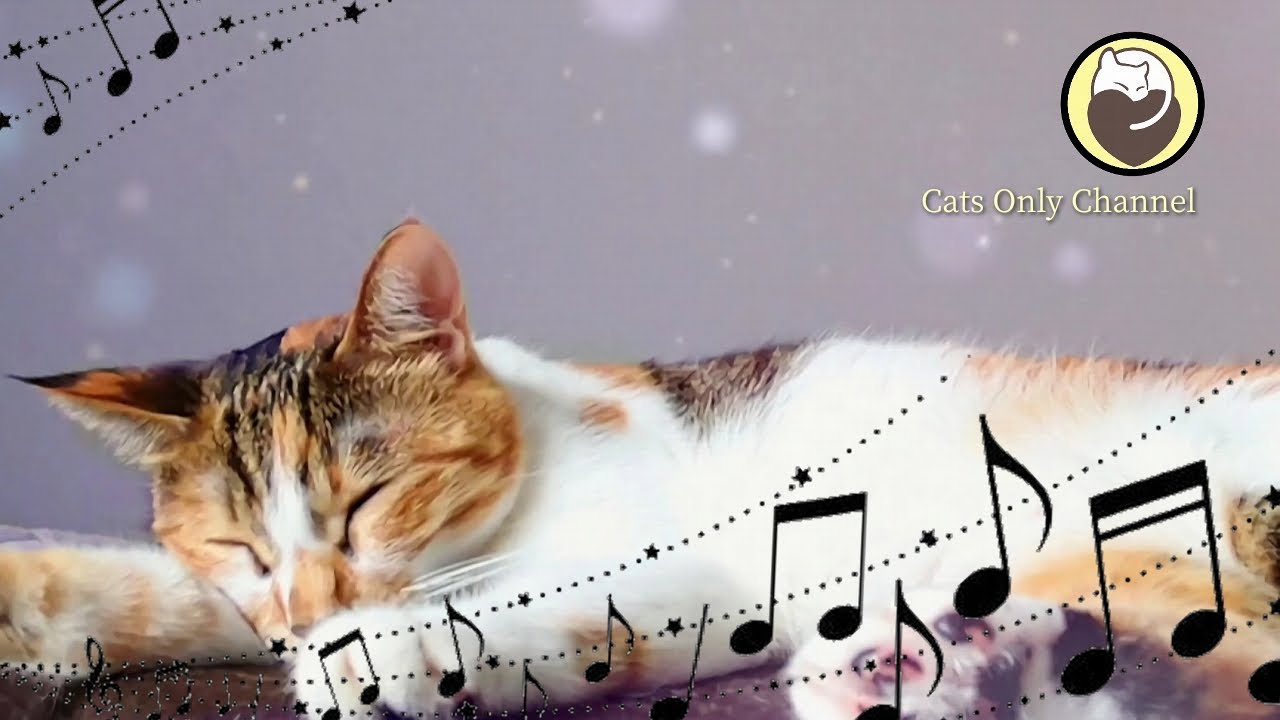 528Hz Healing Music to Calm Your Cat - Stress Relief, Relaxation