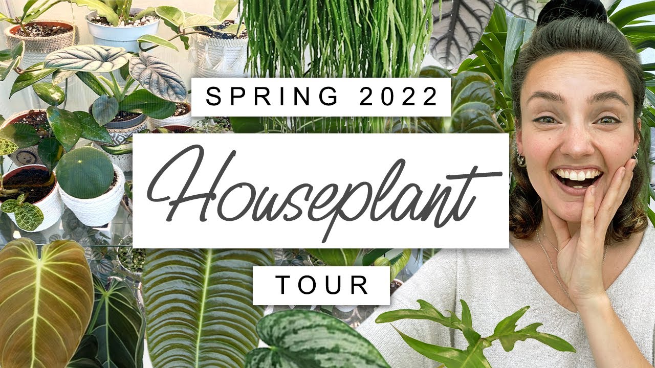 Spring House Plant Tour 2022 🌱 Plant Tour and Updates