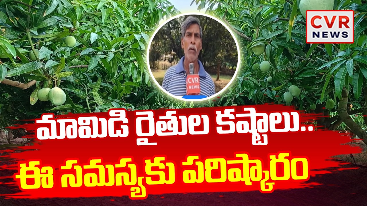 మామిడి రైతుల కష్టాలు..ఈ సమస్యకు పరిష్కారం | Mango Farmers Problems | Heavy Losses In Mango Farming