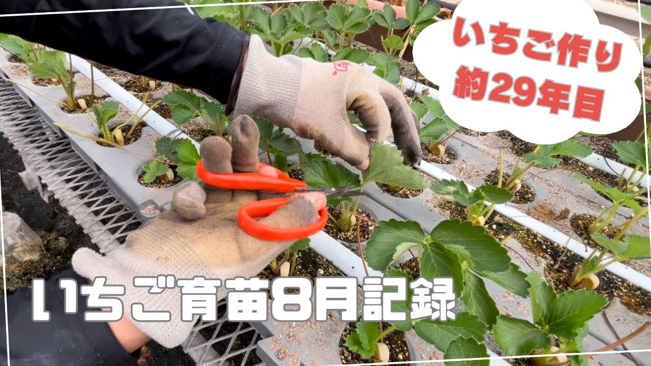 8月のいちごの育苗🍓葉かき作業🌱