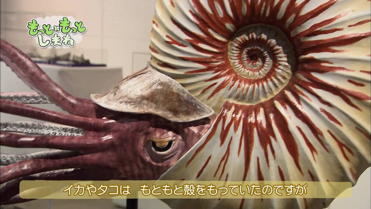 もっと×もっとしまね #107「サヒメルで太古の海を探検！」