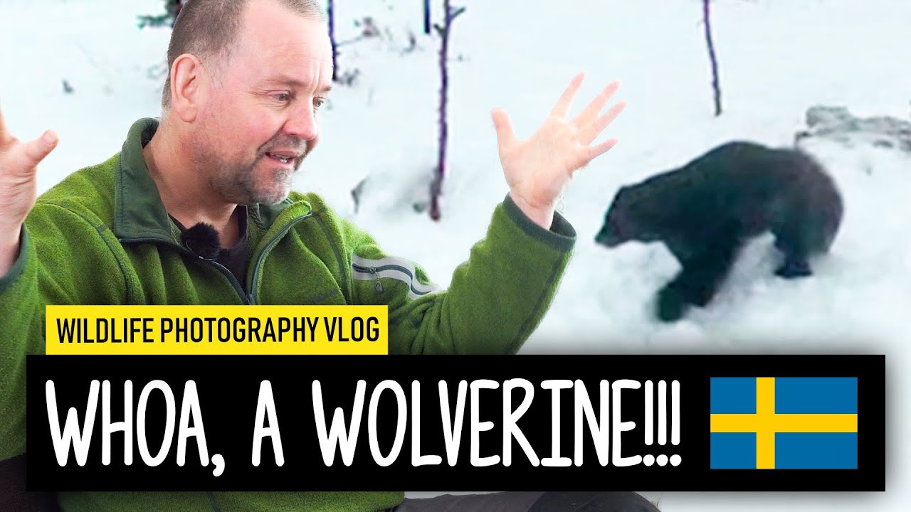 Wildlife Photography in Sweden: My final thoughts | Wildlife Photography Vlog