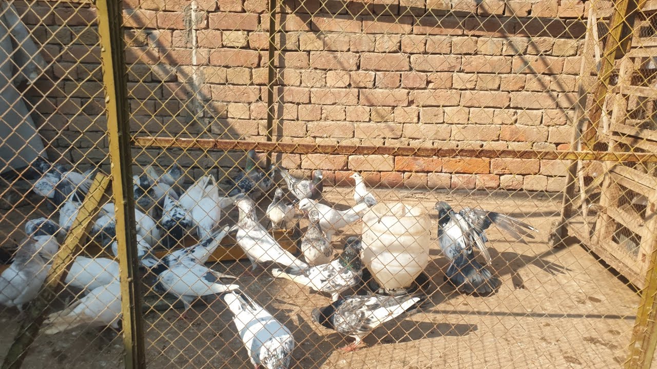 Today New Video My Setup 2 January 2026 | KHAKHI PIGEONS 