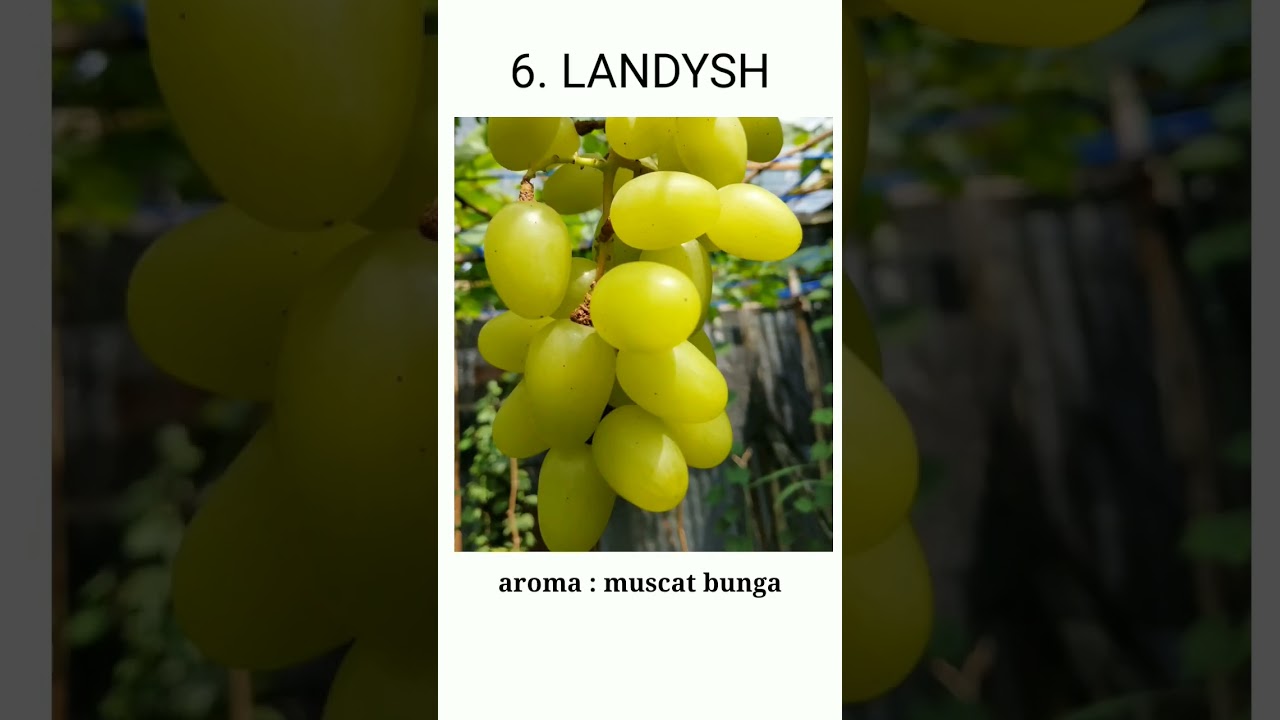 mantap, inilah 10 jenis buah anggur terenak manis beraroma