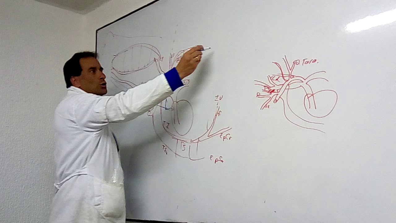 angiolog&iacute;a comparda I