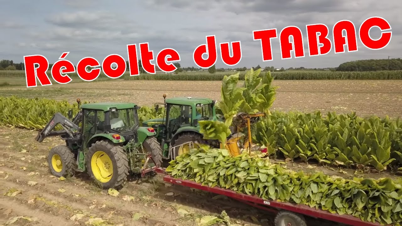 Récolte du tabac chez Bernard et Olivier