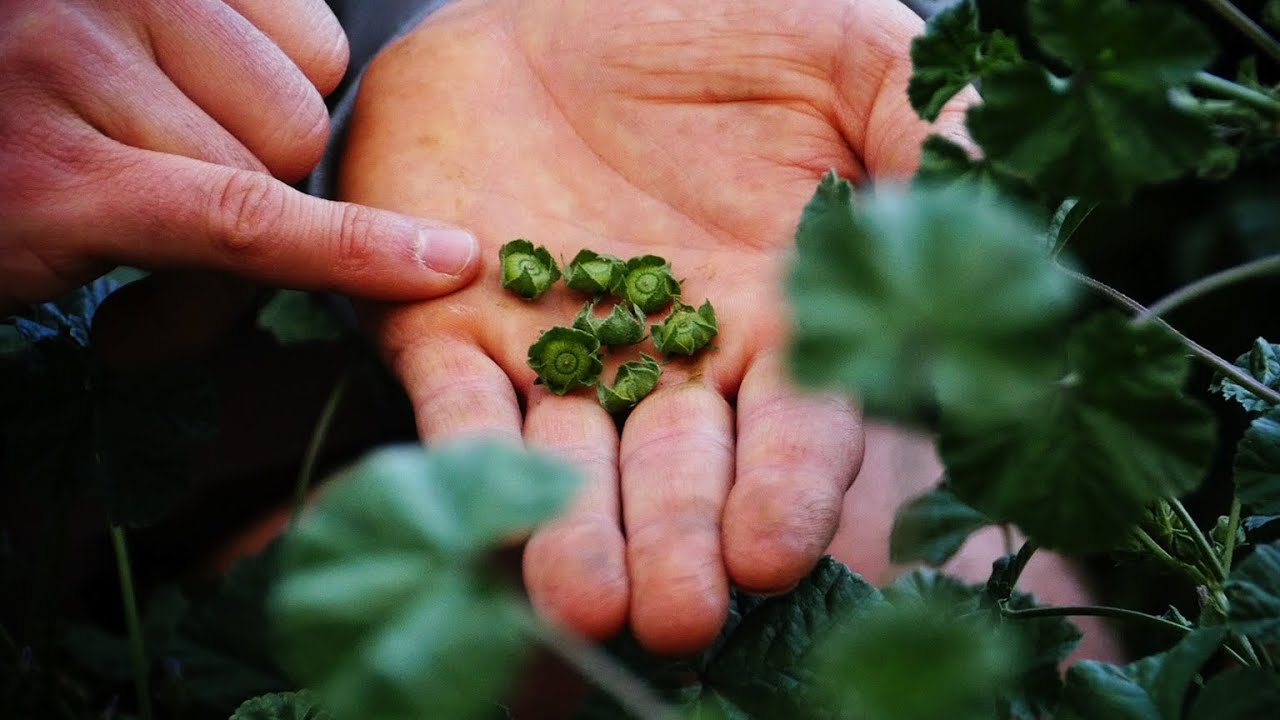 Simple Rules For Foraging | Wild Edibles with Sergei Boutenko