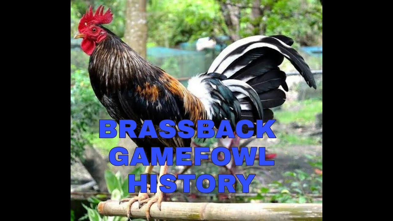 BRASSBACK GAMEFOWL HISTORY: A POWERFUL AND FIERCE FIGHTER