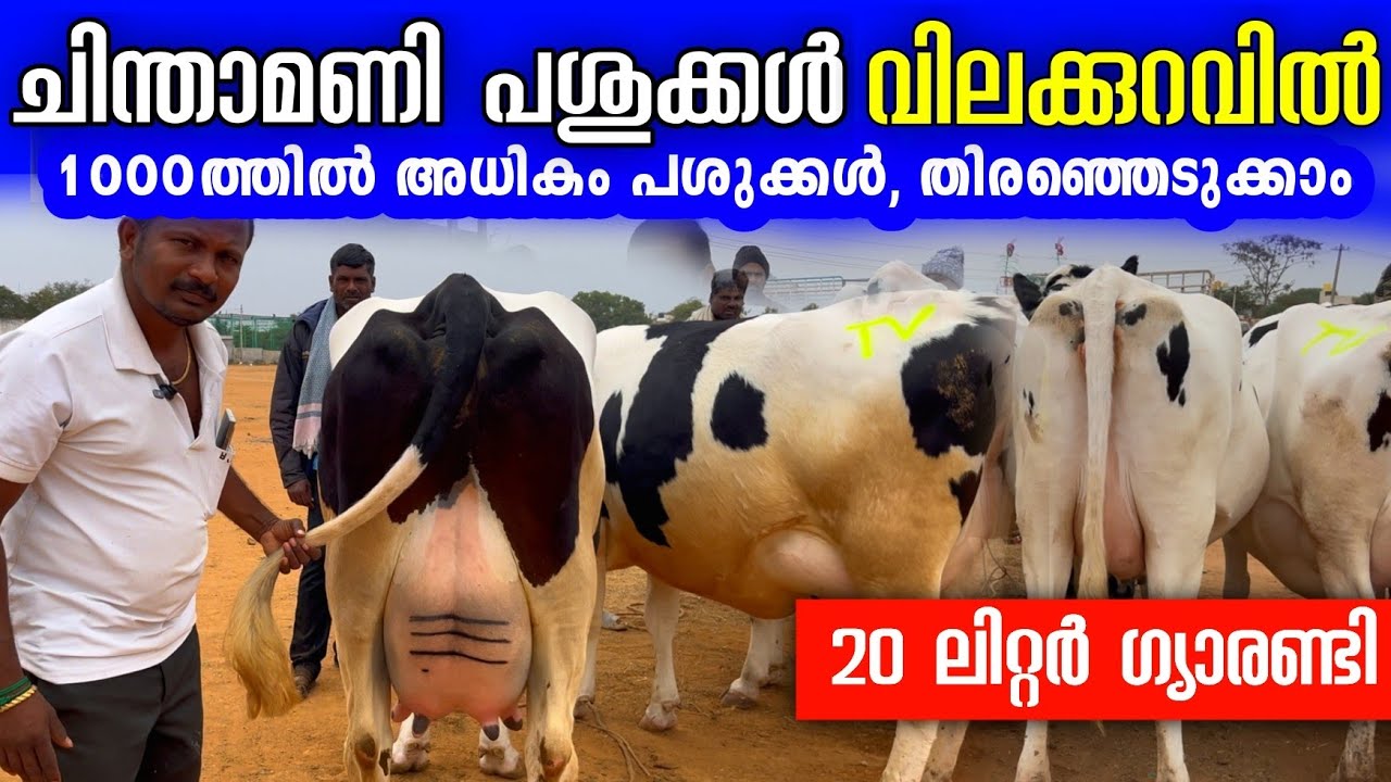 വിലപേശി വാങ്ങാം!  20 ലിറ്റർ ഗ്യാരണ്ടിയുള്ള ചിന്തമണി പശുക്കൾ |high breed cows malayalam videos 