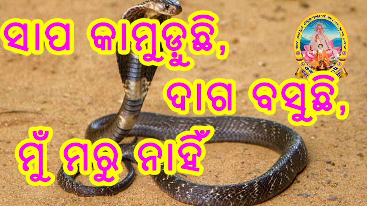 ସାପ କାମୁଡ଼ୁଛି, ଦାଗ ବସୁଛି, ମୁଁ ମରୁ ନାହିଁ , କର୍ମ ନ କଲେ ଟି ଫଳ ଫଳିବ କି କେବେ ବିଶ୍ଵସ ନ କର ।