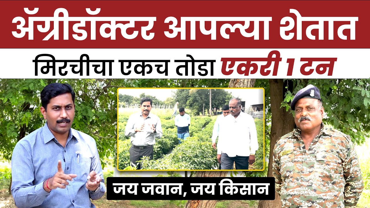 AgriDoctor ने दिलं अचूक मार्गदर्शन, मिरचीचं विक्रमी उत्पादन! AgroStar l chili farming l Mirch
