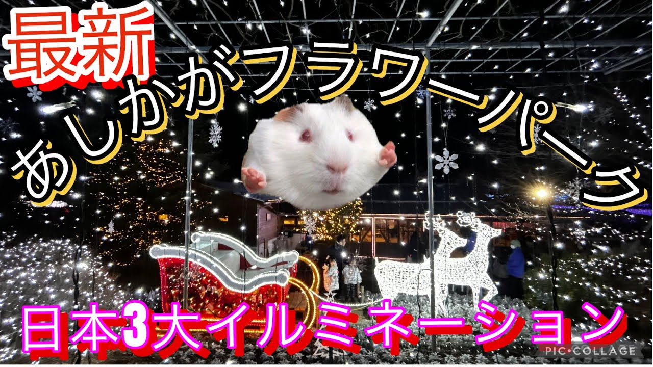 【日本三大イルミ】500万球『光の花の庭』｜あしかがフラワーパークをムースピーと仲間たちで雑談散歩