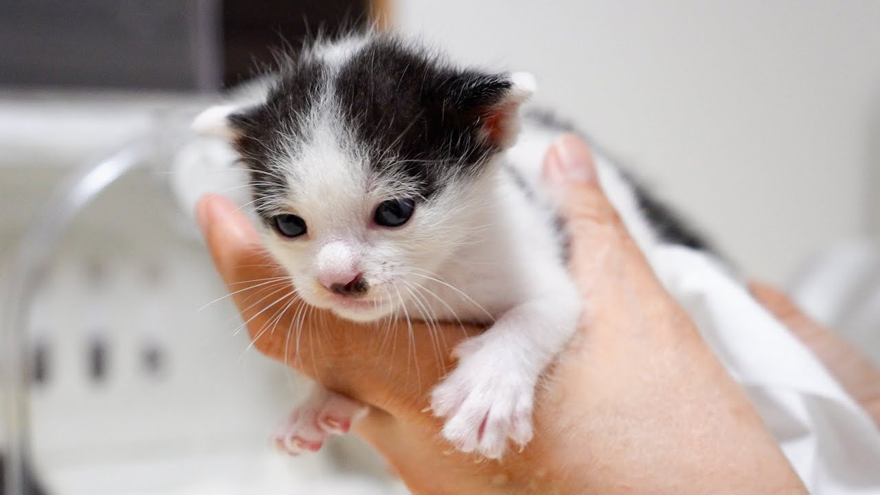 Котенок слишком устал, чтобы бодрствовать 🐾