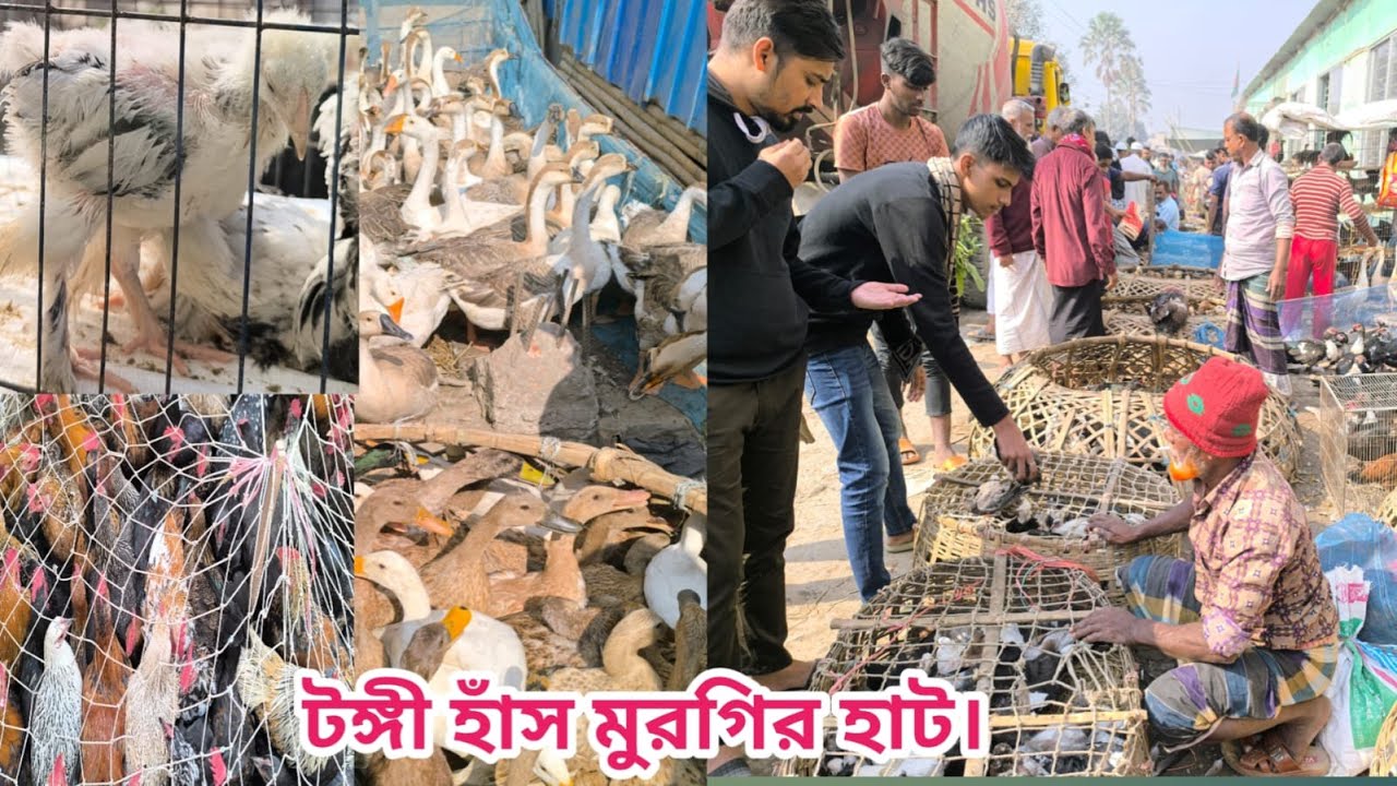 379  টংগি হাটে রাজ হাঁস চিনা হাঁস পাতিহাঁস দেশি ফেন্সি মুরগির প্রচুর আমদানী ছিল।Shorif & Chicken BD