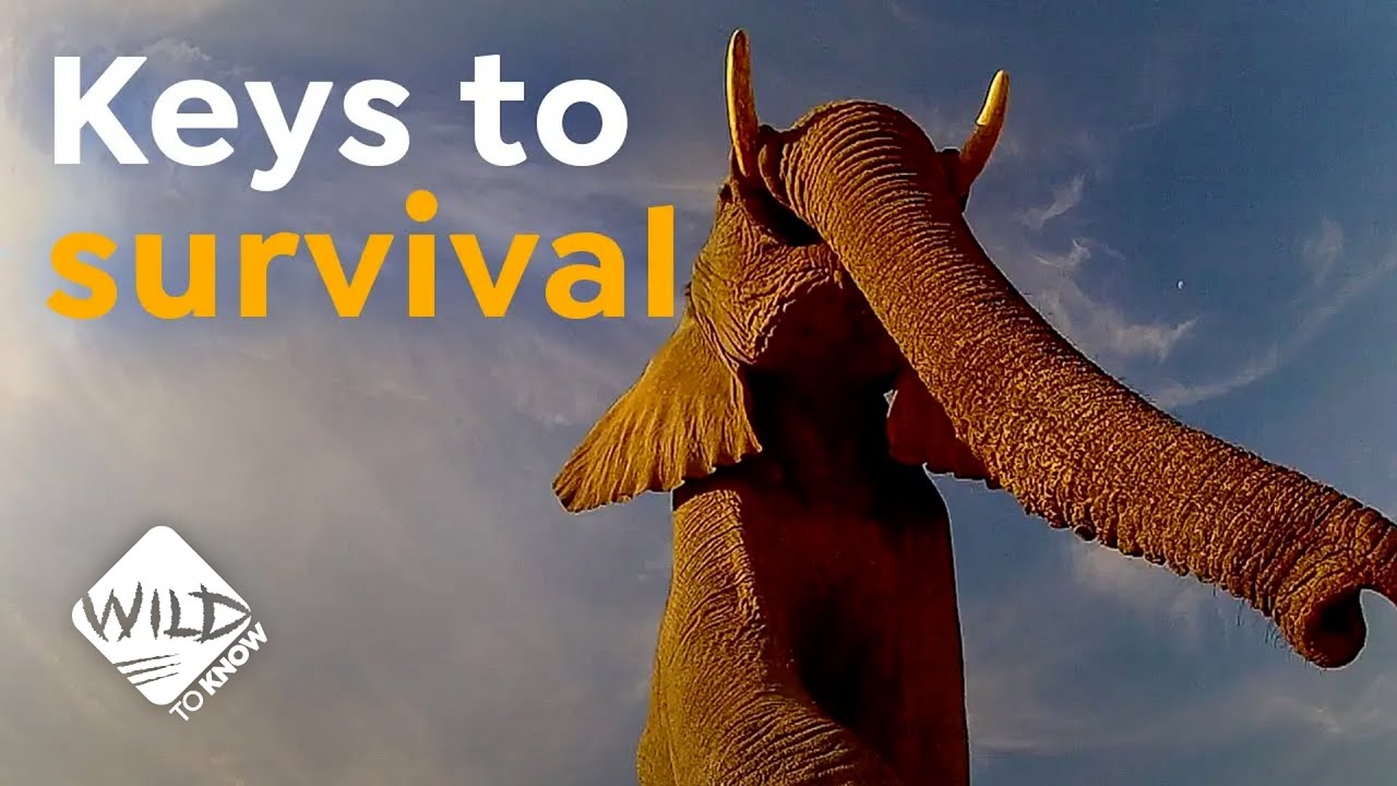 Amazing Facts About Elephants | Wild to Know