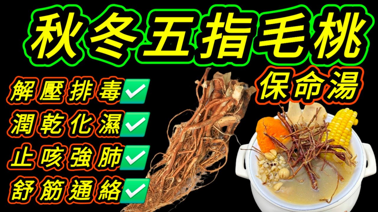 秋冬五指毛桃湯🥘 只需簡單材料🌴 養生效果超卓🪷 平民百姓恩物👍 大家快啲煲嚟飲🙏🩷描述 及 留言 附有 🩷中英文翻譯程序  🩷English Recipe 