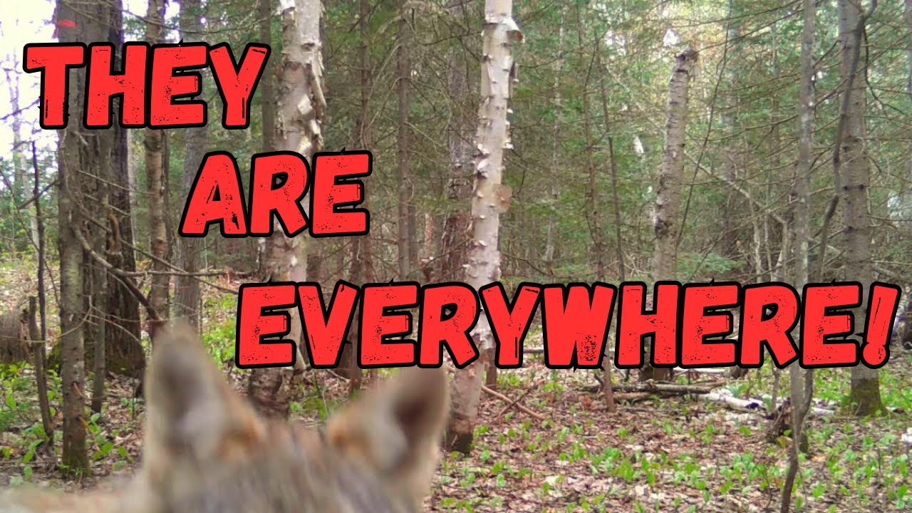 Wolves Take Over the Forest, Injured Wolf, Close-Up Bobcat & More