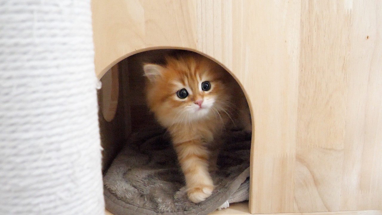 Cute kitten who can finally climb to the top of the cat tower...