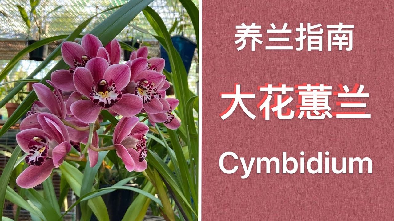 「22179」新手很容易上手的兰花，大花惠兰经验汇总【养兰指南】Symbidium 怎么养护？//静姐说花800 -5