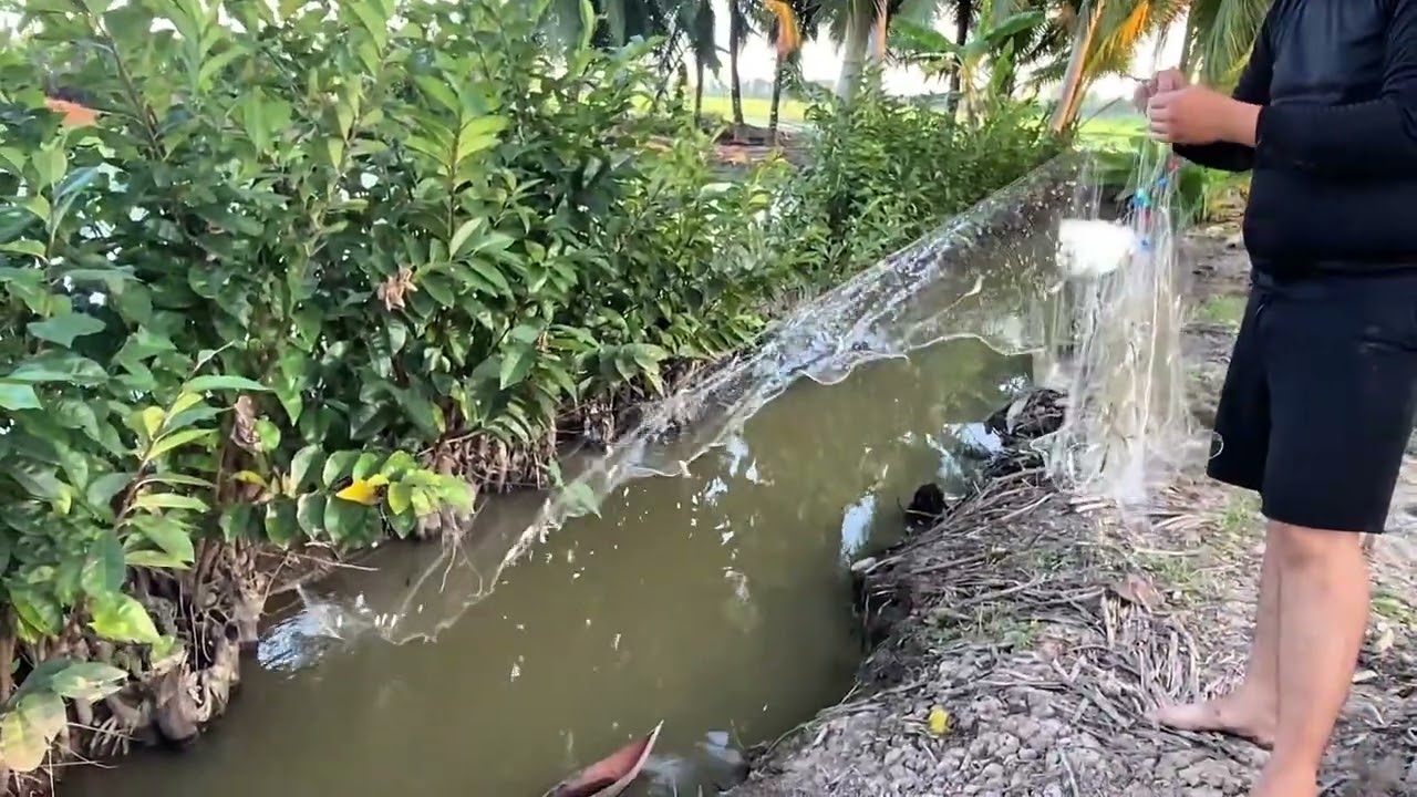  Giăng lưới cá lòng tong nhìn mà mê ở miền tây nha xả nhà 
