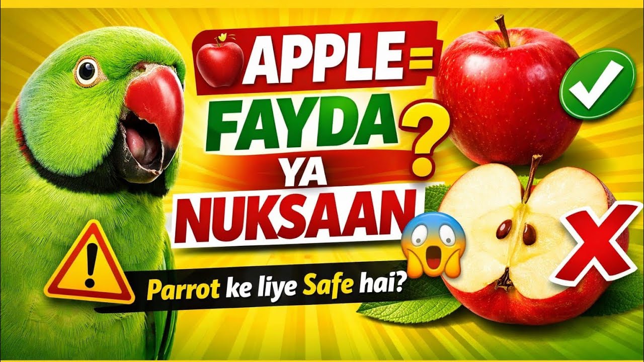 तोते को Apple देना सही है या नहीं? | Parrot Apple Benefits & Side Effects 😱in Hindi 