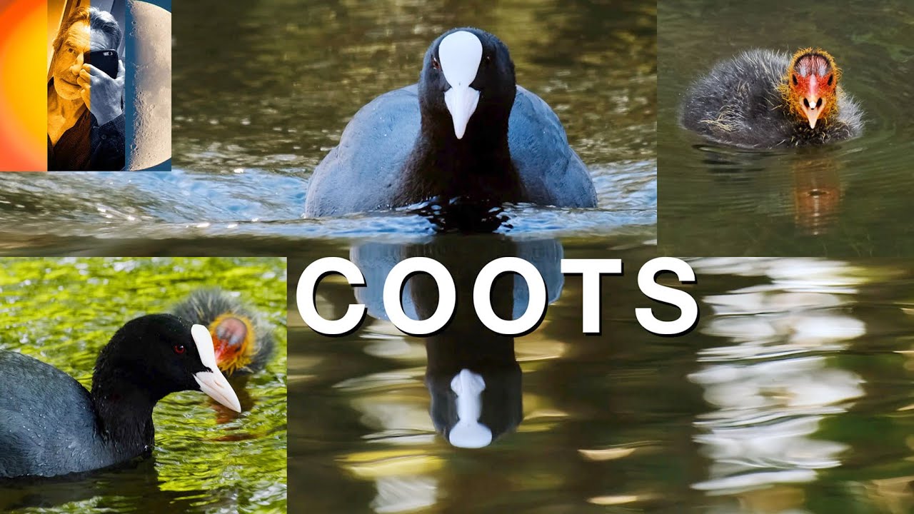 Coots Fighting Nest building & Raising their Kids 4K