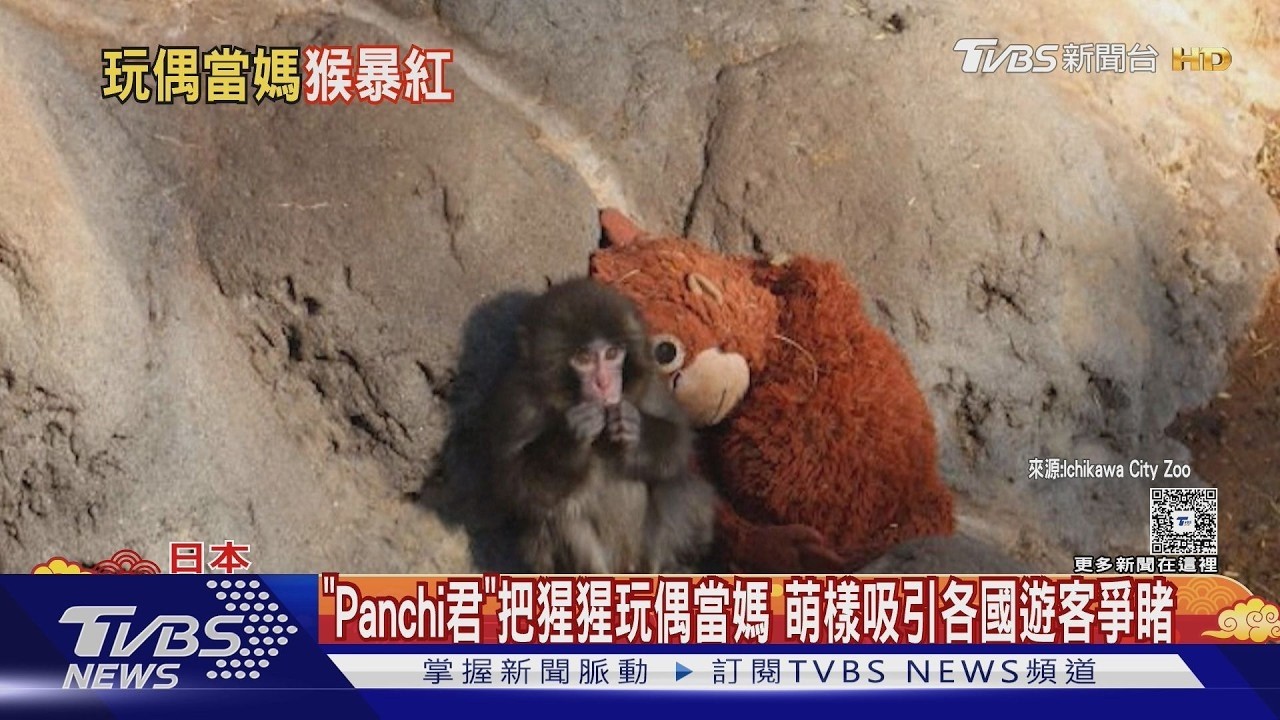 惹人憐! 日本小獼猴「Panchi君」抱緊猩猩玩偶當媽 吸引各國遊客爭睹｜TVBS新聞