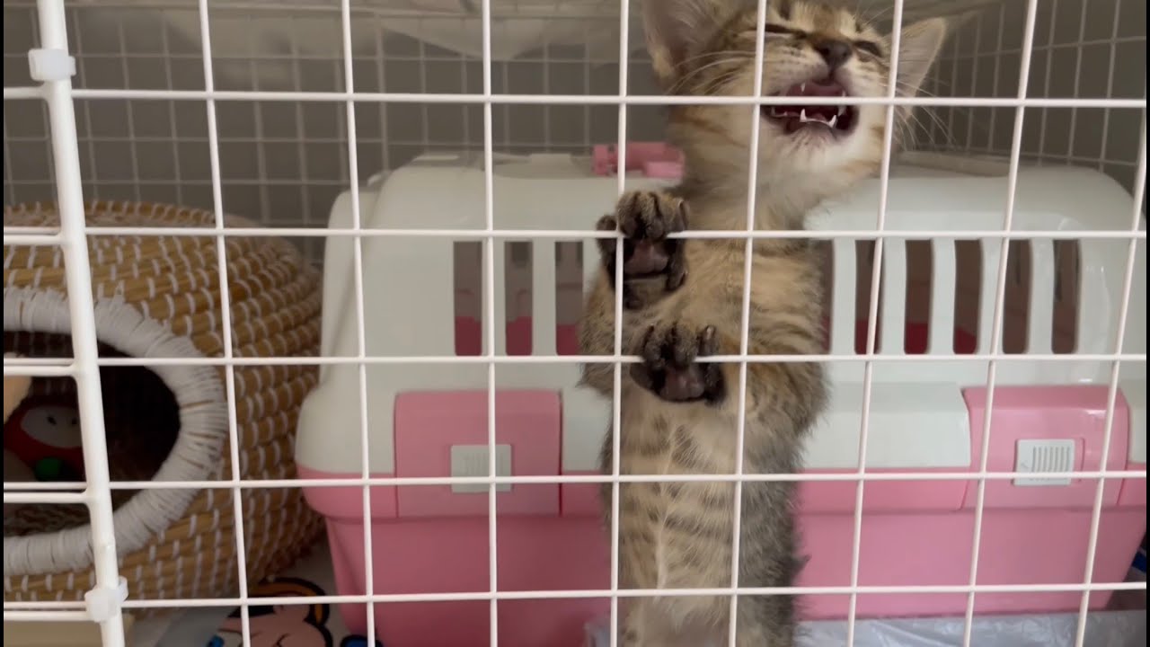 おチビなのに口をめいっぱい開けて鳴く子猫｜生後1ヶ月