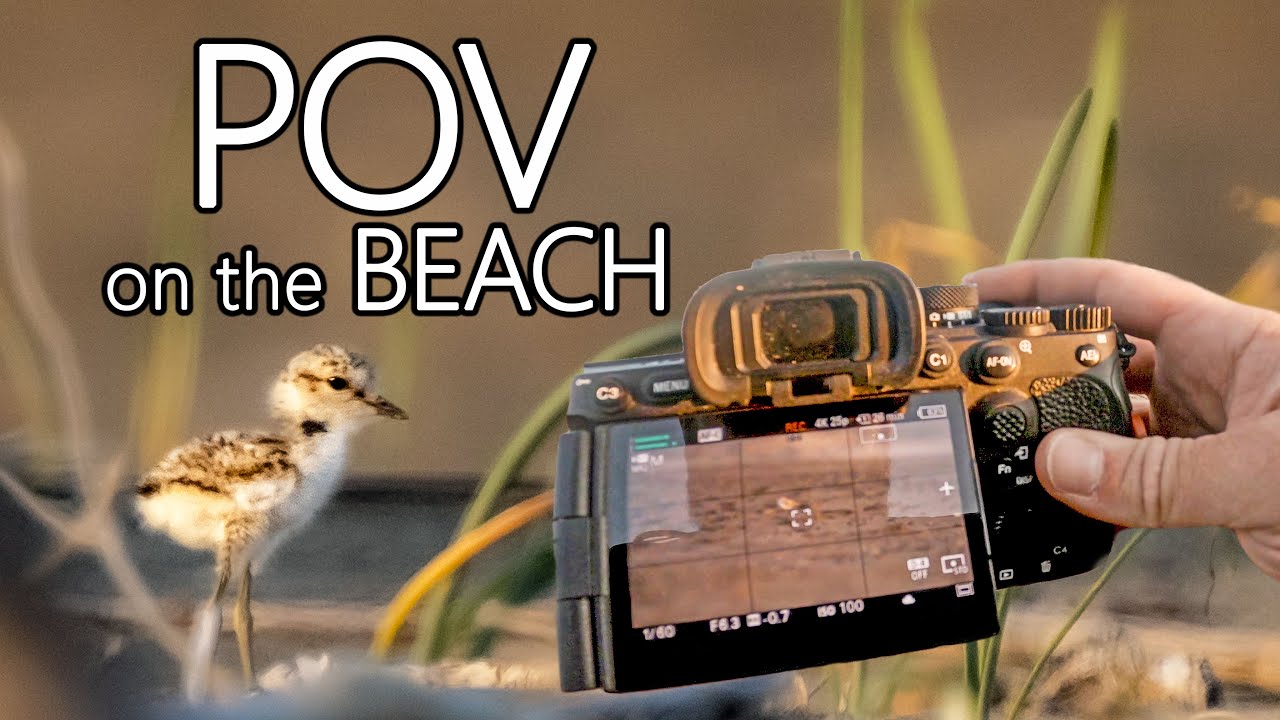 Фотография диких животных POV на пляже с Sony A7r V | SHOREBIRD PHOTOGRAPHY| KENTISH PLOVER| Vlog